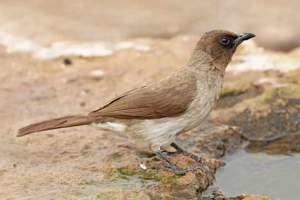 File:Common bulbul (Pycnonotus barbatus barbatus).jpg