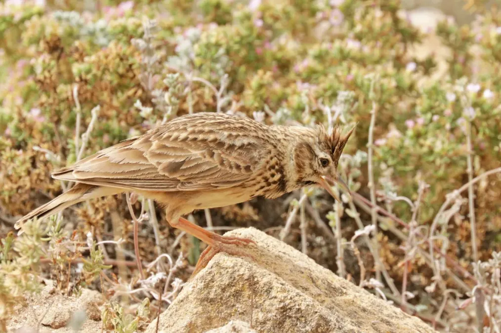 File:Thekla lark (Galerida theklae ruficolor).jpg