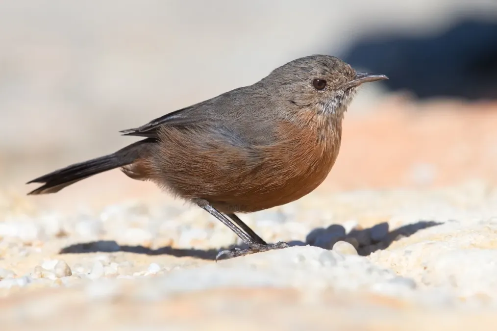 File:Origma solitaria 2 - Wattamolla.jpg