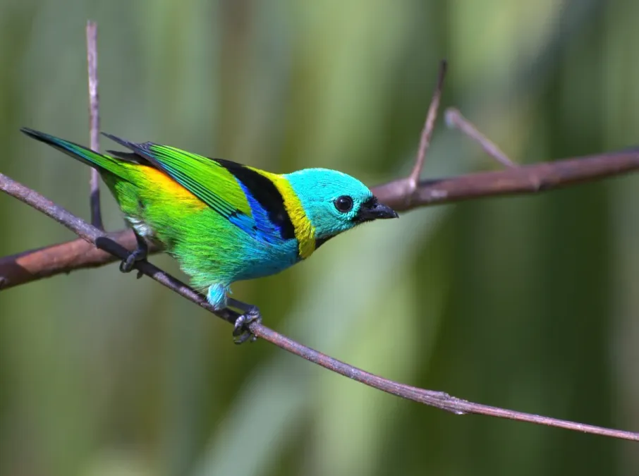 File:Tangara seledon back1.jpg