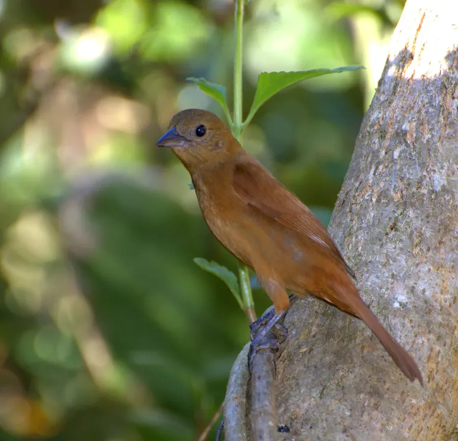File:Tachyphonus coronatus female.jpg