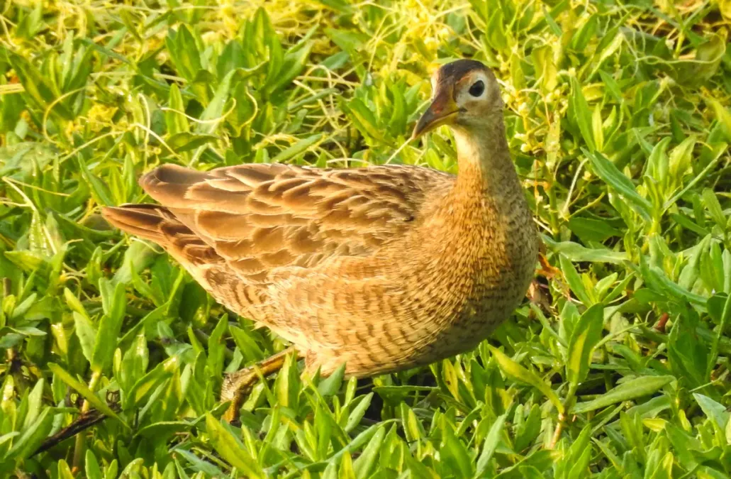File:Watercock (Gallicrex cinerea).jpg