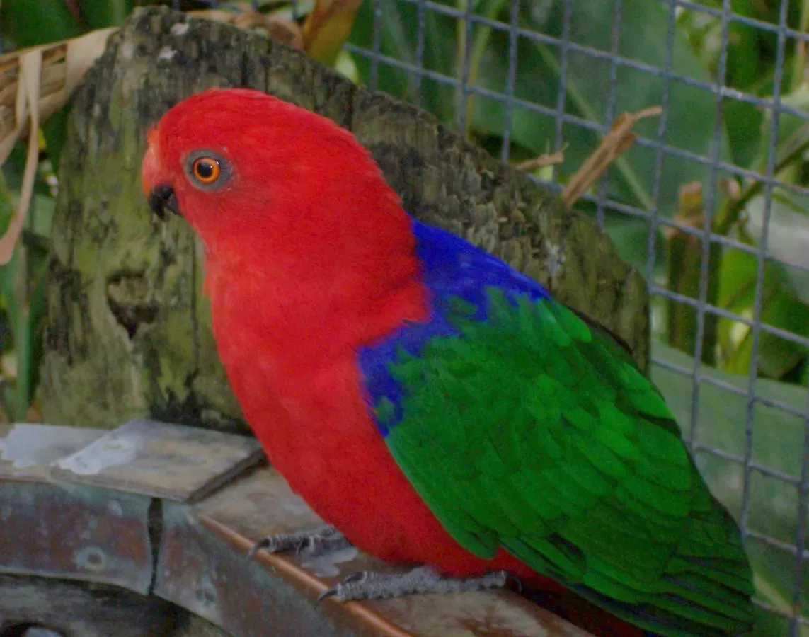 File:Alisterus amboinensis -Brevard Zoo-8b-4c.jpg
