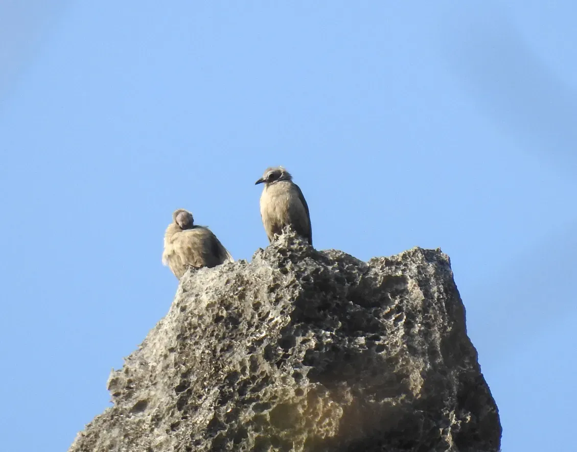 File:Bare-faced Bulbul2(Nok hualon).jpg