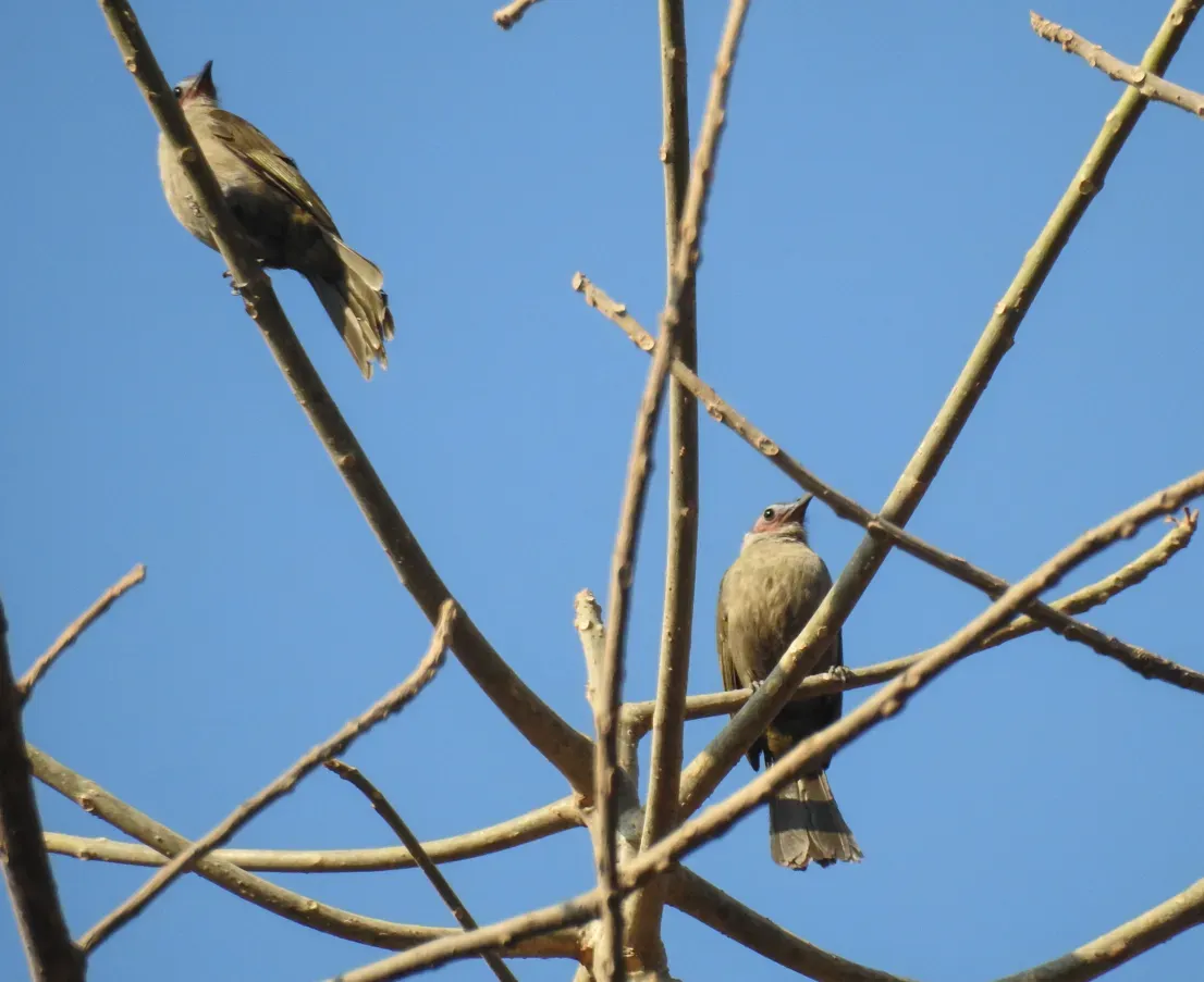 File:Bare-faced Bulbul3(Nok hualon).jpg