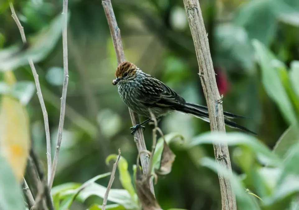File:Leptasthenura pileata - Rusty-crowned Tit-Spinetail - 2.jpg