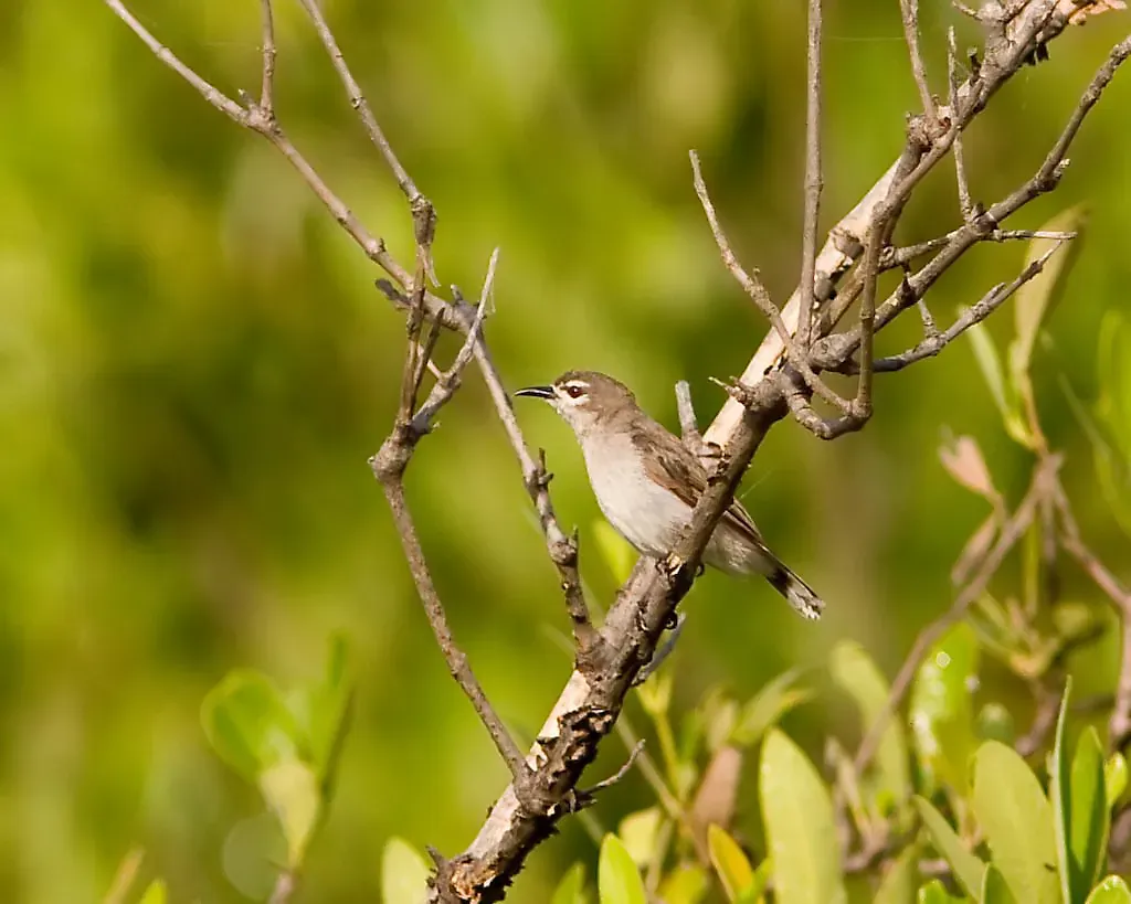 File:Mouse-brown Sunbird (Anthreptes gabonicus).jpg