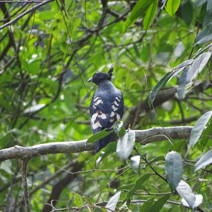 File:Aviceda leuphotes, black baza 2.jpg