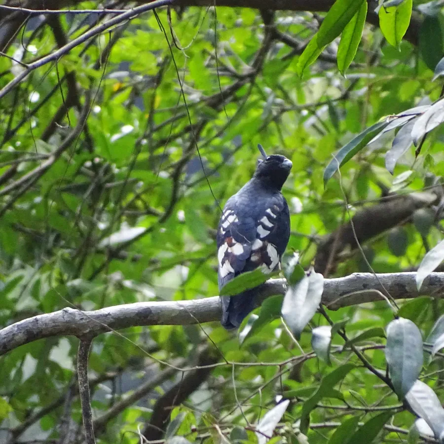 File:Aviceda leuphotes, black baza 3.jpg