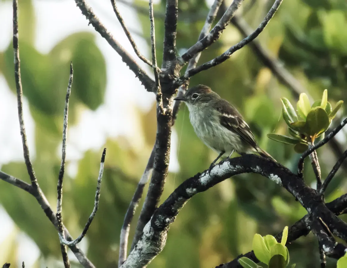 File:Elaenia ruficeps - Rufous-crowned Elaenia.jpg