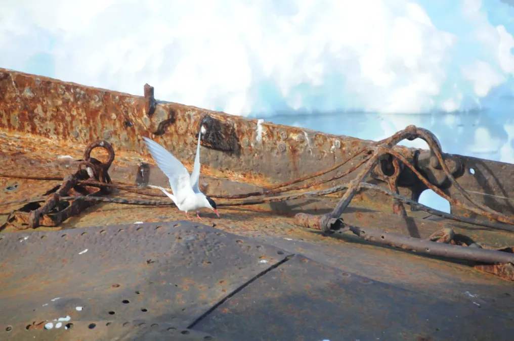 File:Sterna vittata - Antarctica IV.jpg
