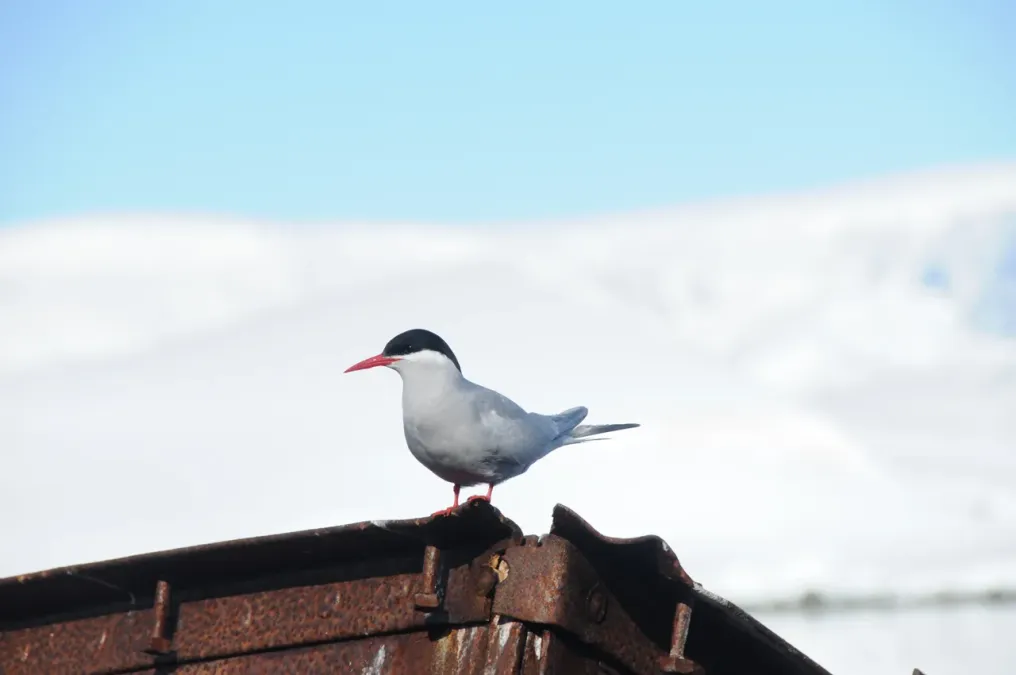 File:Sterna vittata - Antarctica V.jpg