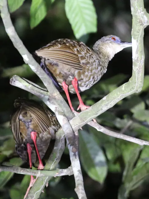 File:Himantornis haematopus.jpg