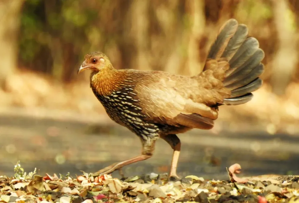 File:Grey Junglefowl Gallus sonneratii Female by Dr. Raju Kasambe DSCN0012 (20).jpg