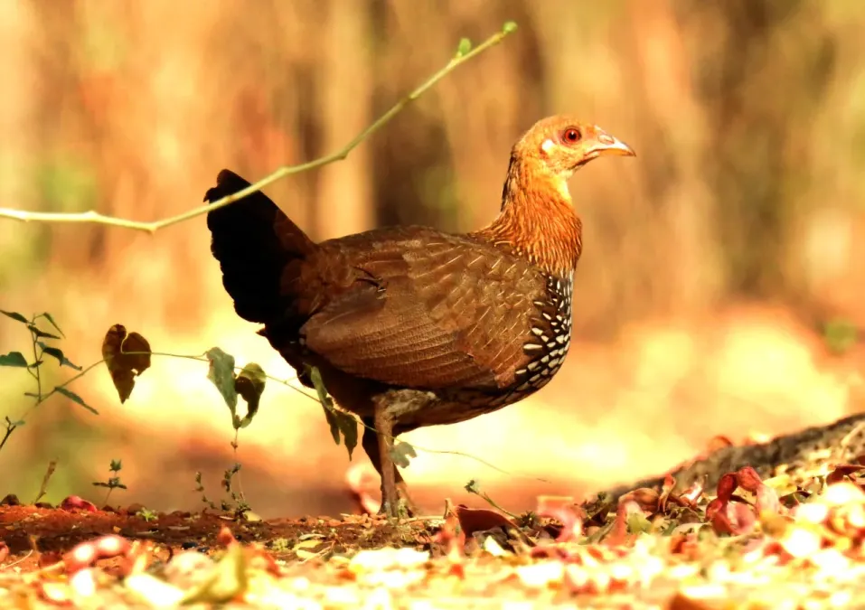 File:Grey Junglefowl Gallus sonneratii Female by Dr. Raju Kasambe DSCN0012 (19).jpg