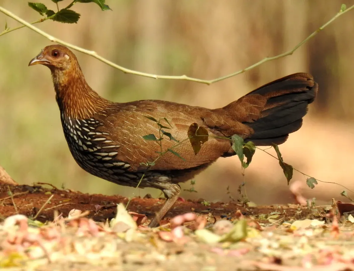 File:Grey Junglefowl Gallus sonneratii Female by Dr. Raju Kasambe DSCN0012 (21).jpg