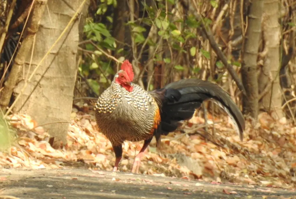 File:Grey Junglefowl Gallus sonneratii male by Dr. Raju Kasambe DSCN0012 (1).jpg