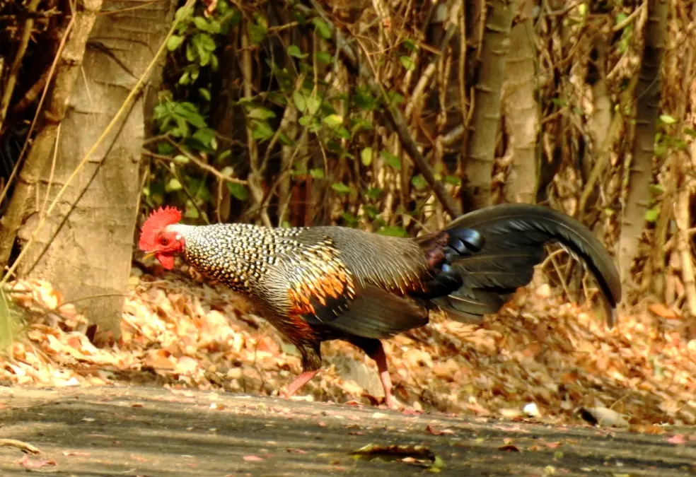 File:Grey Junglefowl Gallus sonneratii male by Dr. Raju Kasambe DSCN0012 (2).jpg