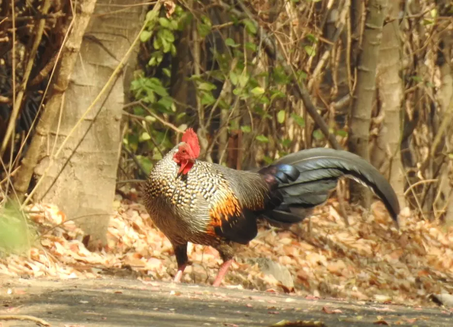 File:Grey Junglefowl Gallus sonneratii male by Dr. Raju Kasambe DSCN0012 (3).jpg