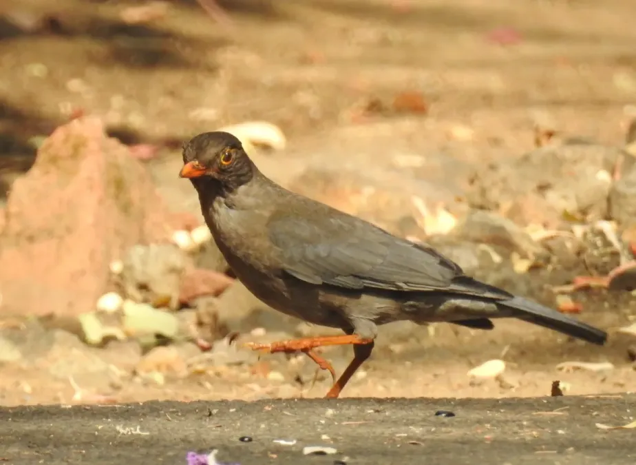 File:Indian Blackbird Turdus simillimus by Dr. Raju Kasambe DSCN0094 (2).jpg