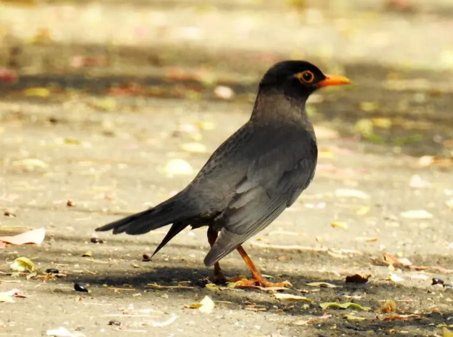 File:Indian Blackbird Turdus simillimus by Dr. Raju Kasambe DSCN0094 (3).jpg