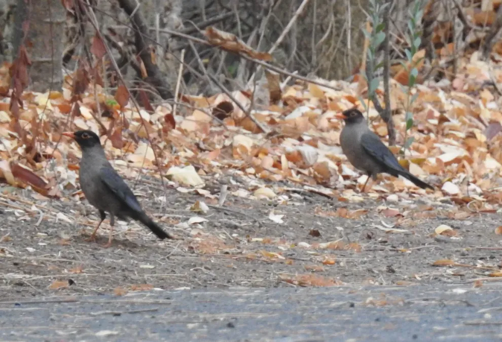 File:Indian Blackbird Turdus simillimus by Dr. Raju Kasambe DSCN0094 (4).jpg