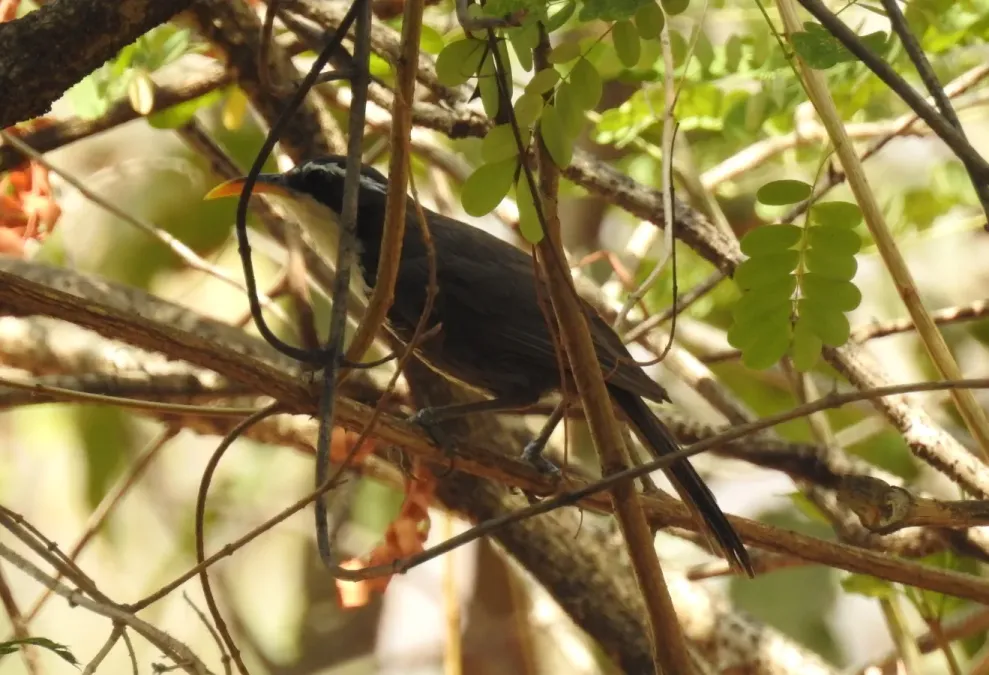 File:Indian Scimitar Babbler Pomatorhinus horsfieldii by Dr. Raju Kasambe DSCN0133 (2).jpg