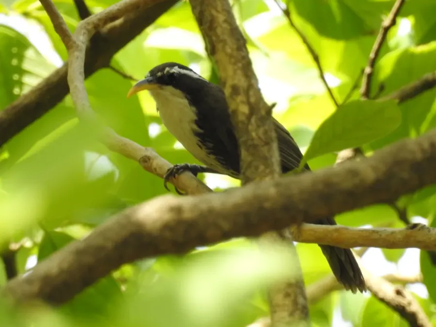 File:Indian Scimitar Babbler Pomatorhinus horsfieldii by Dr. Raju Kasambe DSCN0133 (4).jpg