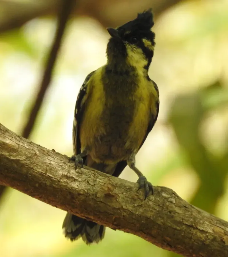 File:Indian Yellow Tit Machlolophus aplonotus by Dr. Raju Kasambe DSCN0182 (3).jpg