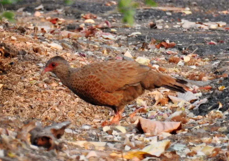 File:Red Spurfowl Galloperdix spadicea by Dr. Raju Kasambe DSCN9751 (7).jpg