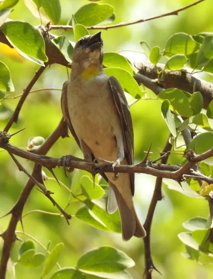 File:Yellow Throated Sparrow Gymnoris xanthocollis by Dr. Raju Kasambe DSCN0185 (1).jpg