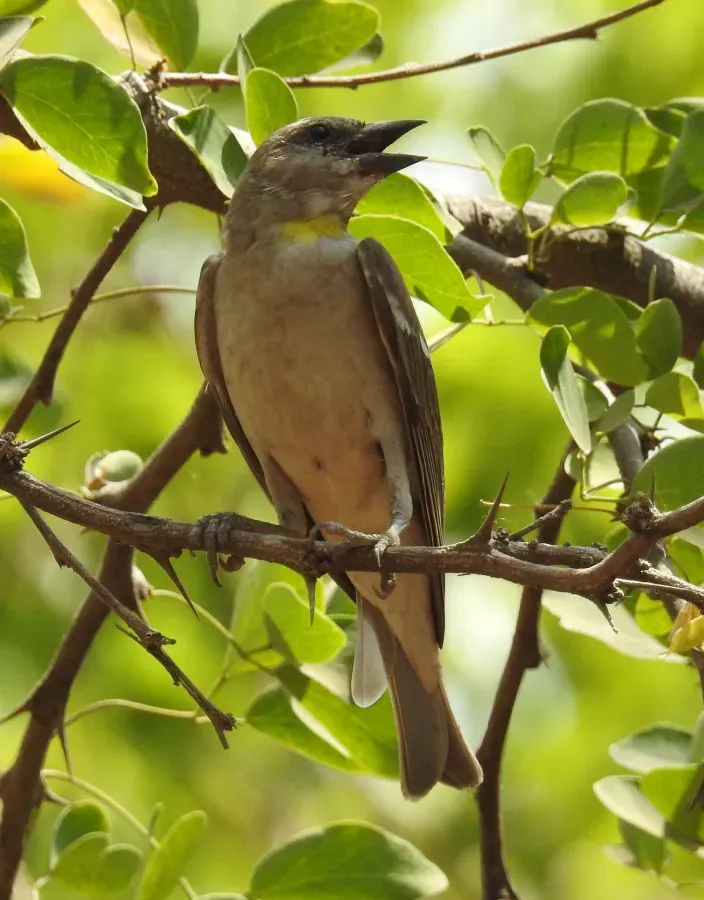 File:Yellow Throated Sparrow Gymnoris xanthocollis by Dr. Raju Kasambe DSCN0185 (2).jpg