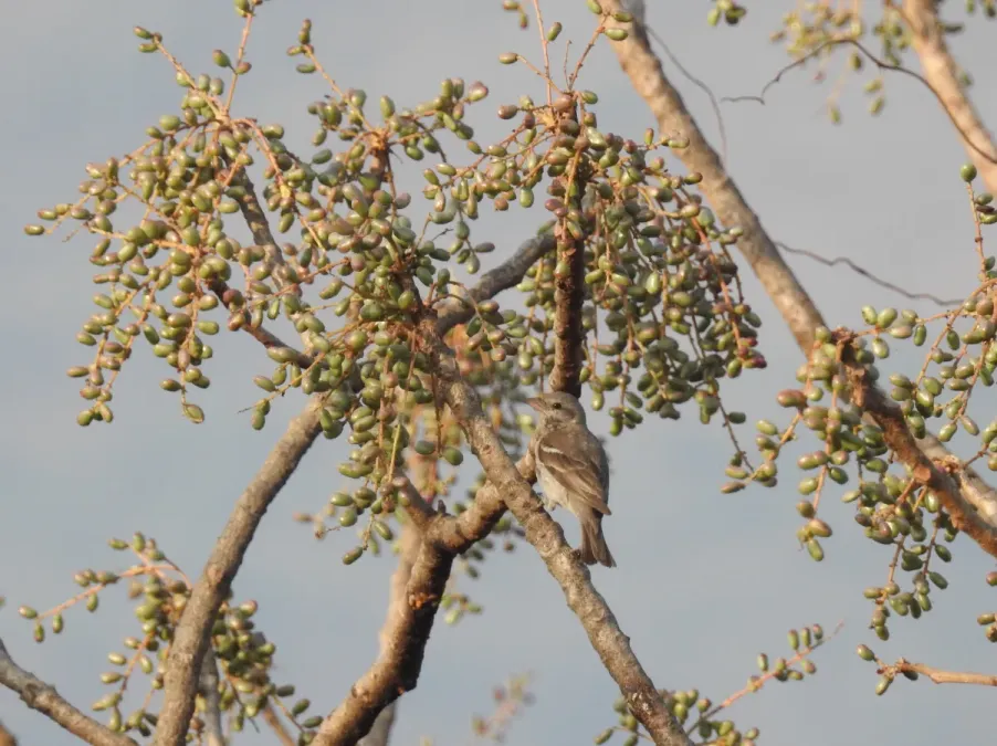 File:Yellow Throated Sparrow Gymnoris xanthocollis by Dr. Raju Kasambe DSCN9902.jpg