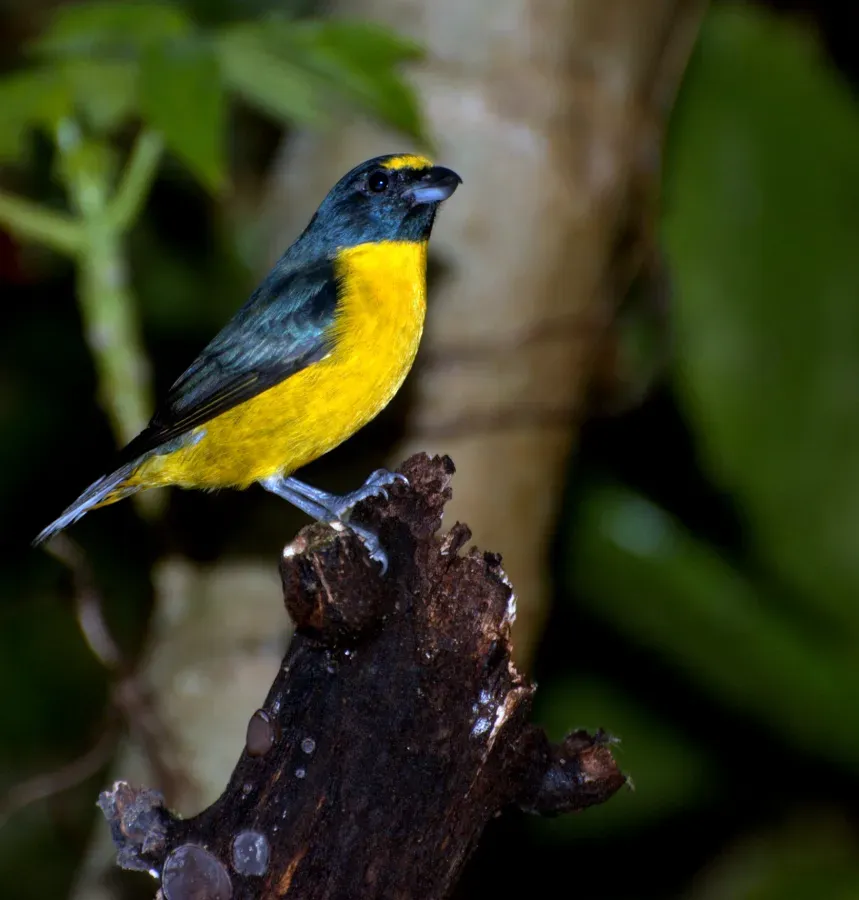 File:Euphonia chalybea.jpg