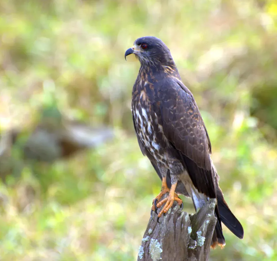 File:Rostrhamus sociabilis sitting.jpg