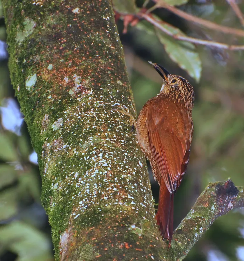 File:Dendrocolaptes platyrostris1.jpg