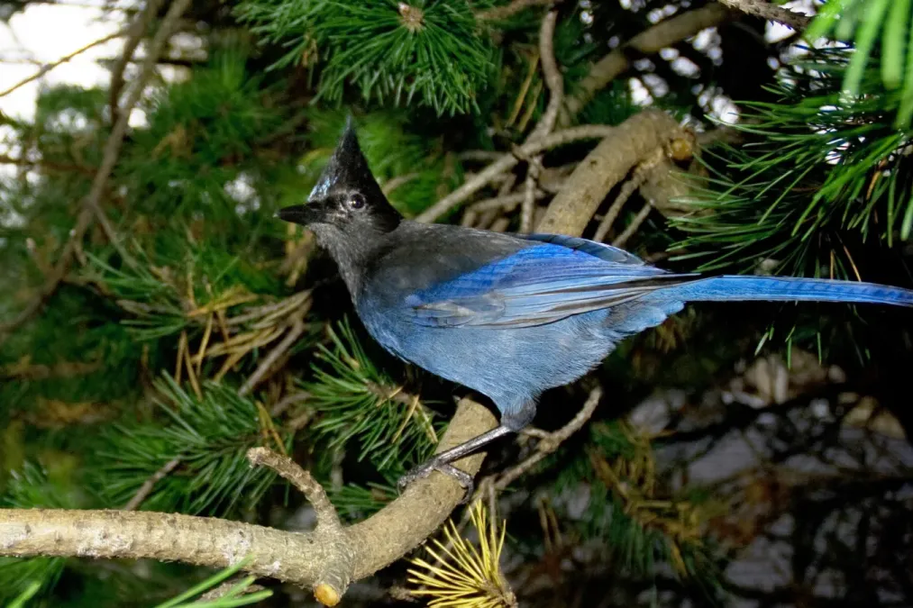 File:Cyanocitta stelleri stelleri, Vancouver 1.jpg
