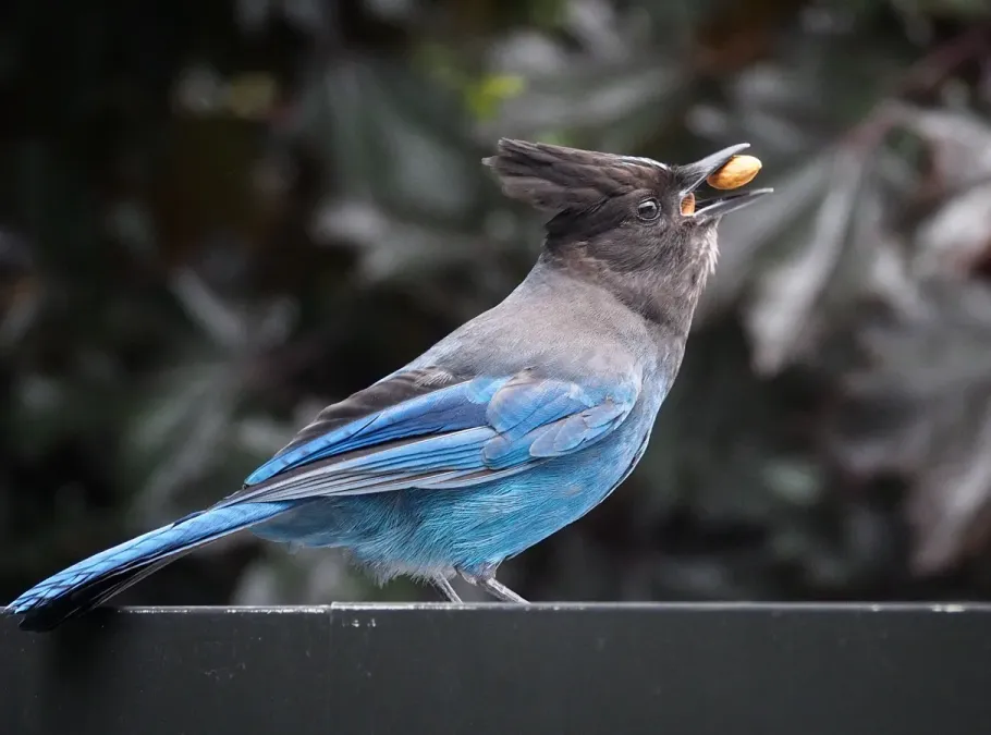 File:Cyanocitta stelleri stelleri, Seattle 1.jpg