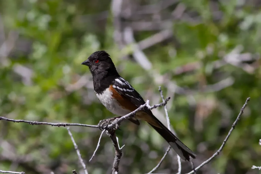 File:Pipilo maculatus 2.jpg