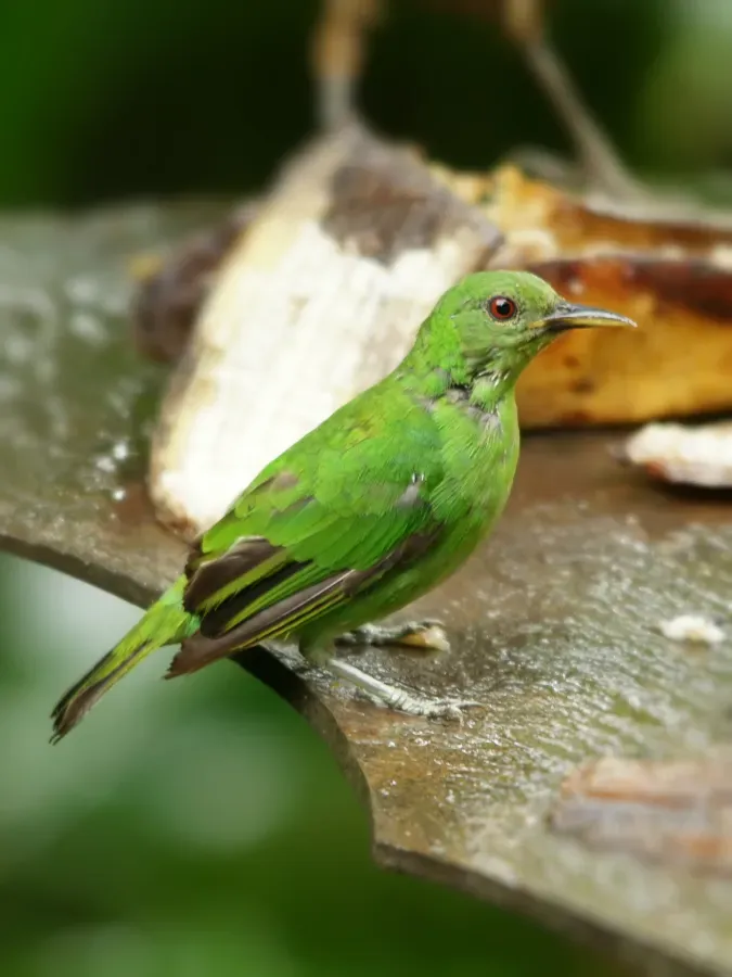 File:Chlorophanes spiza (female).jpg