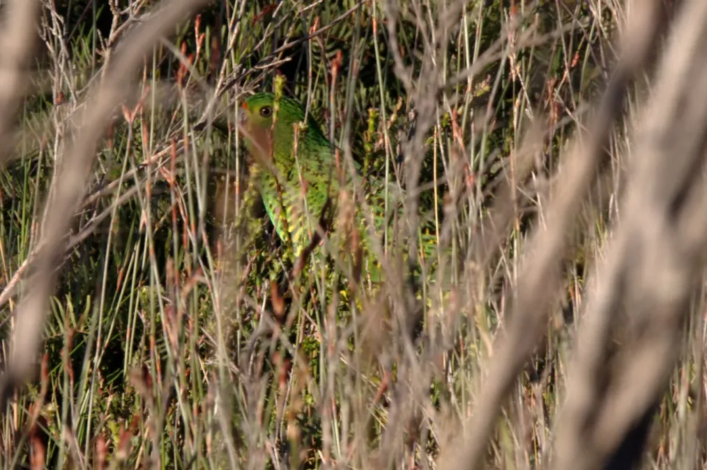 File:Pezoporus wallicus -vegitation-8.jpg