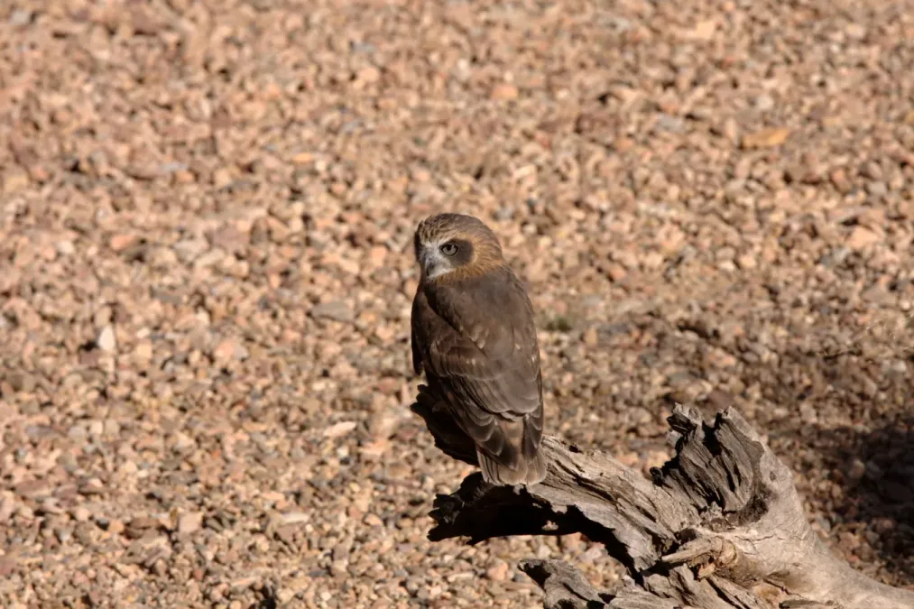 File:Ninox boobook, Australia.jpg