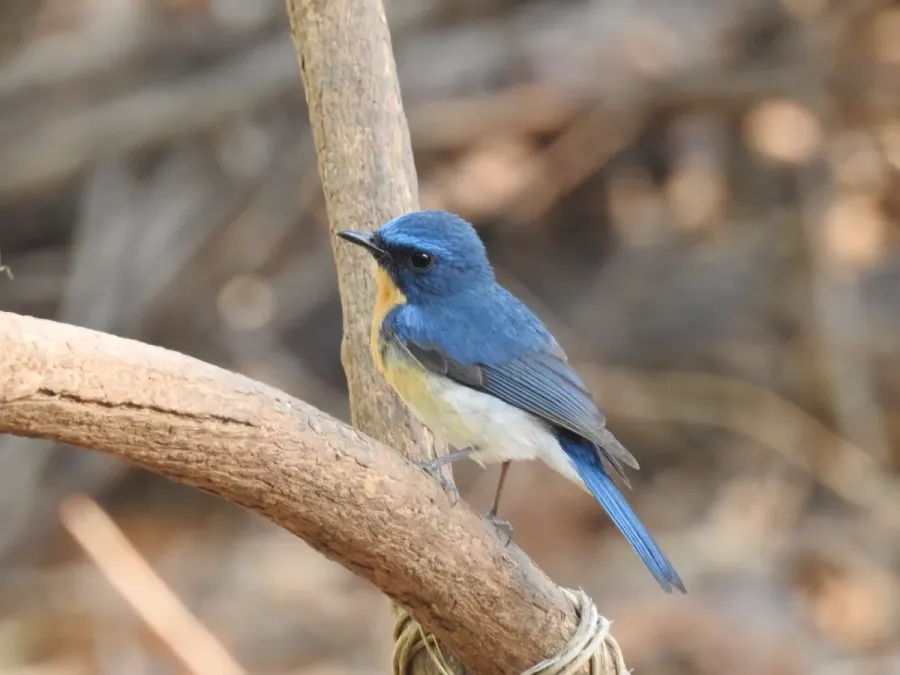 File:Tickell's Blue Flycatcher Cyornis tickelliae by Dr. Raju Kasambe DSCN0543 (2).jpg