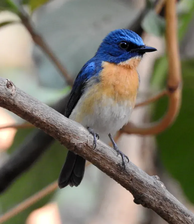 File:Tickell's Blue Flycatcher Cyornis tickelliae by Dr. Raju Kasambe DSCN0543 (6).jpg