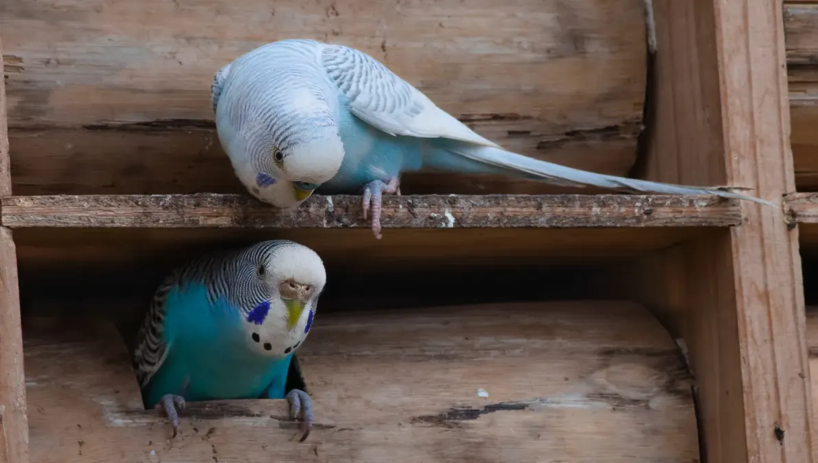 File:Melopsittacus undulatus mex180102p6.jpg