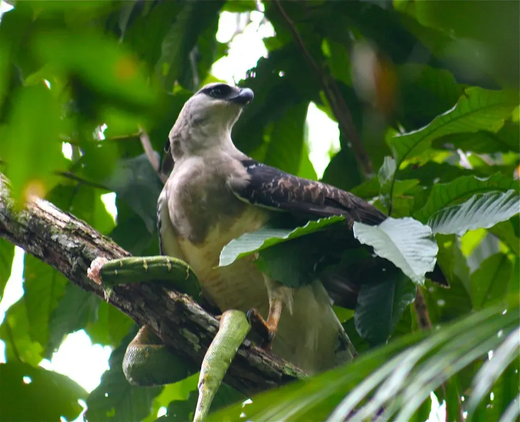 File:Morphnus guianensis eating green snake -Bolivia-8.jpg
