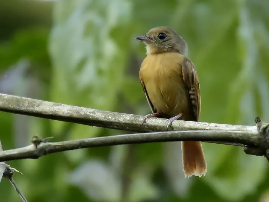 File:Terenotriccus erythrurus - Ruddy-tailed flycatcher; Rio Branco, Acre, Brazil.jpg