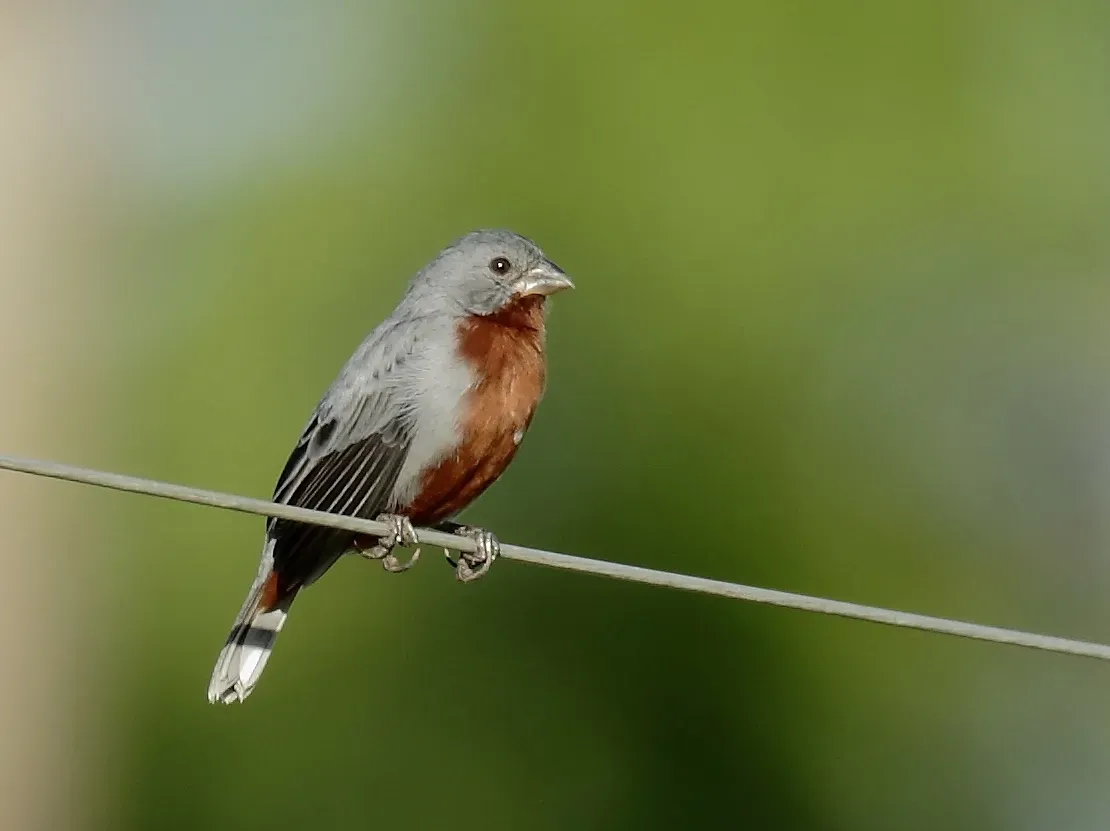 File:Sporophila castaneiventris - Chestnut-bellied seedeater (male), Rio Branco, Acre, Brazil.jpg
