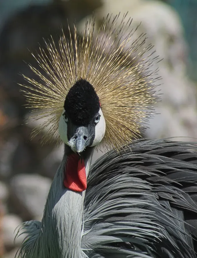 File:Balearica regulorum,20180902 p4.jpg