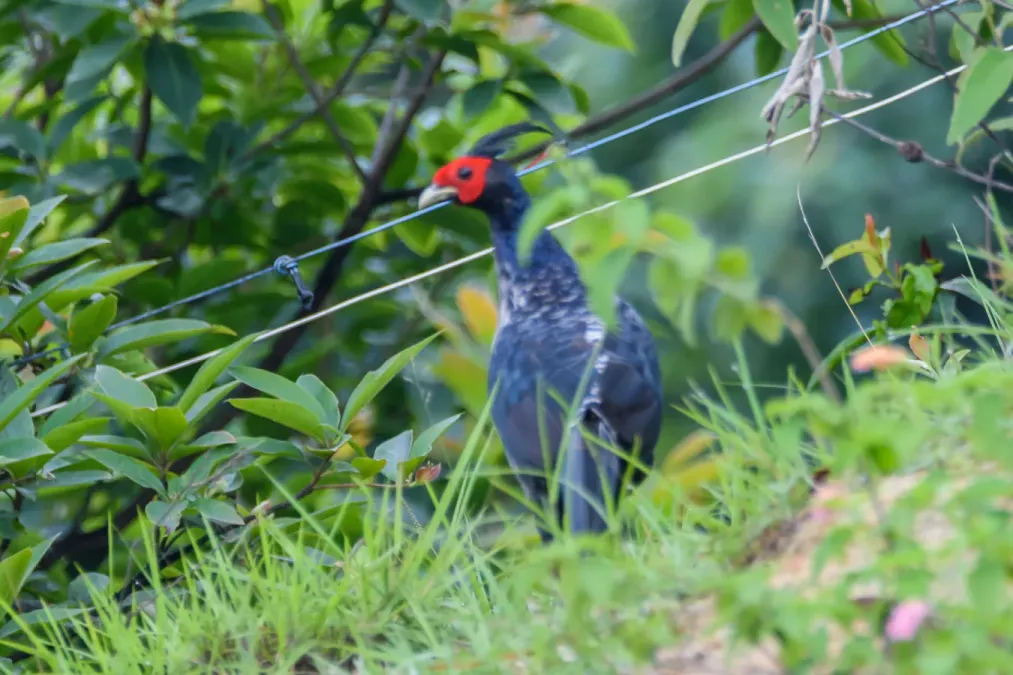 File:Kalij pheasant (Lophura leucomelanos) in Nepal.jpg